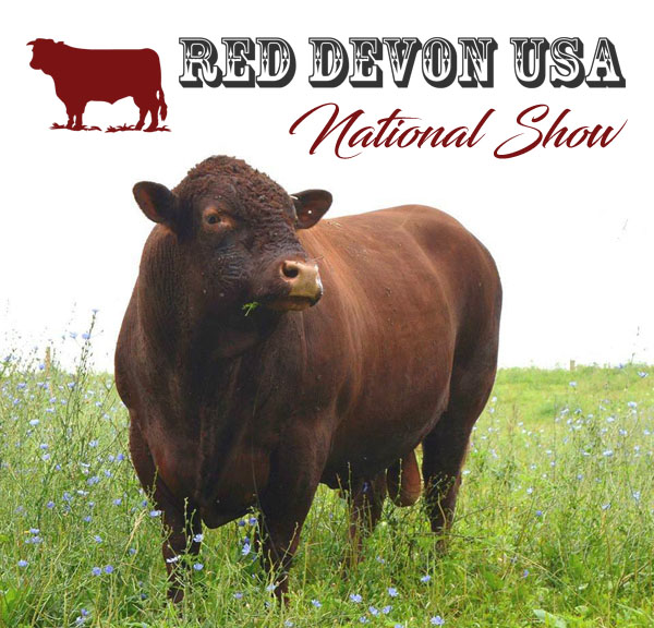 Red Devon USA cattle