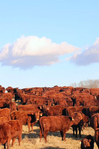 Red Devon USA cattle