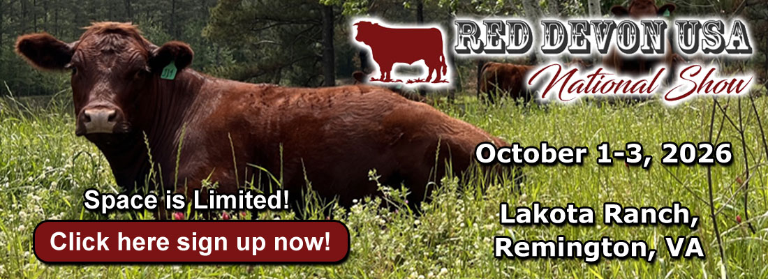 Red Devon USA cattle