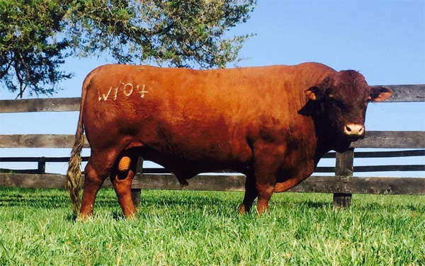 Red Devon USA bull