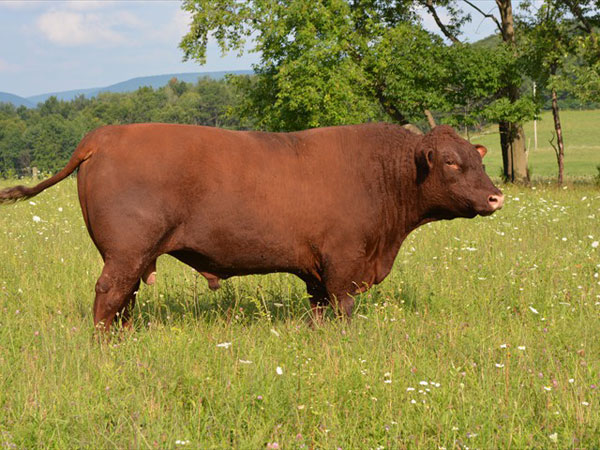 4 Seasons Farm bull