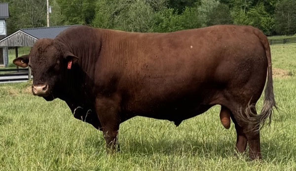 4 Seasons Farm bull 4 Seasons Farm bull