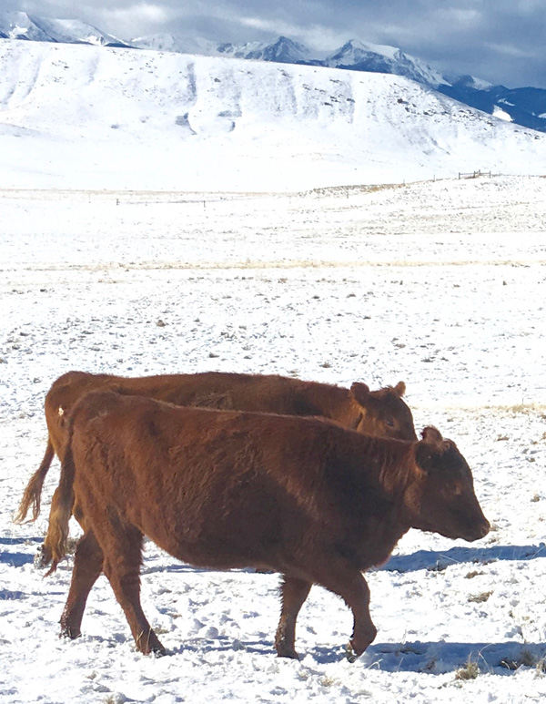 Montana Red Devon