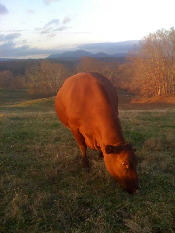 Thistle Hill Farm