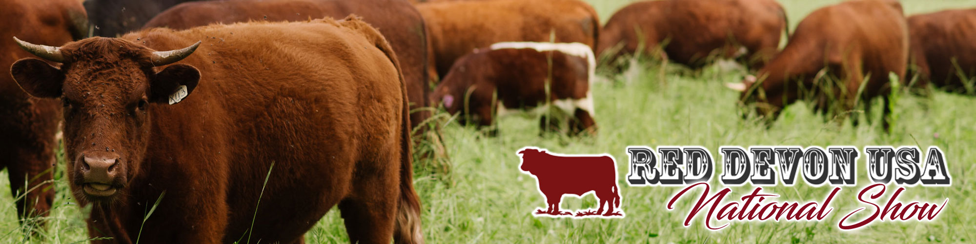 Red Devon USA cattle