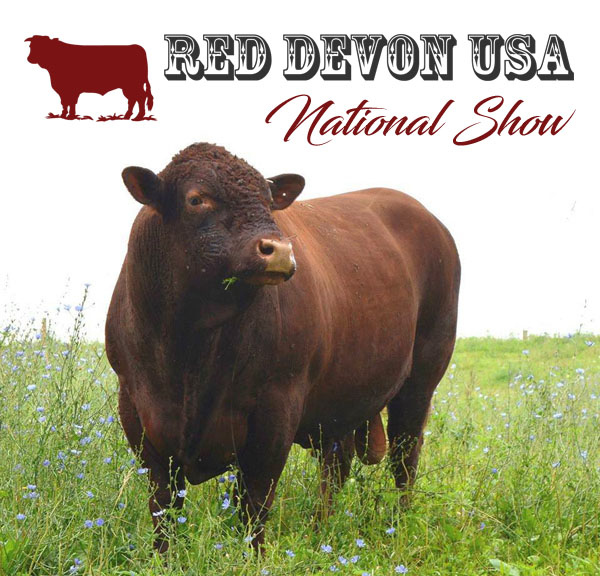 Red Devon USA cattle Red Devon USA cattle