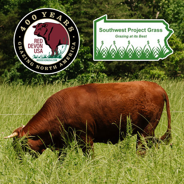 Red Devon USA - Southwestern Project Grass Partnership cattle picture