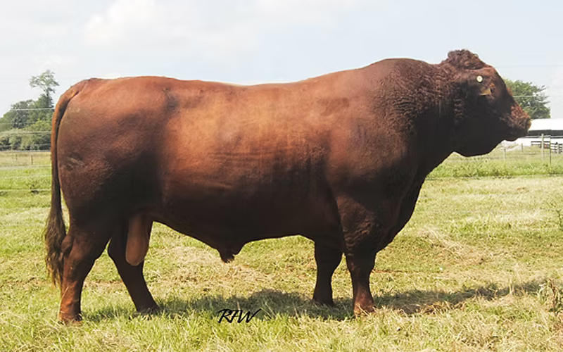 Red Devon USA cattle picture
