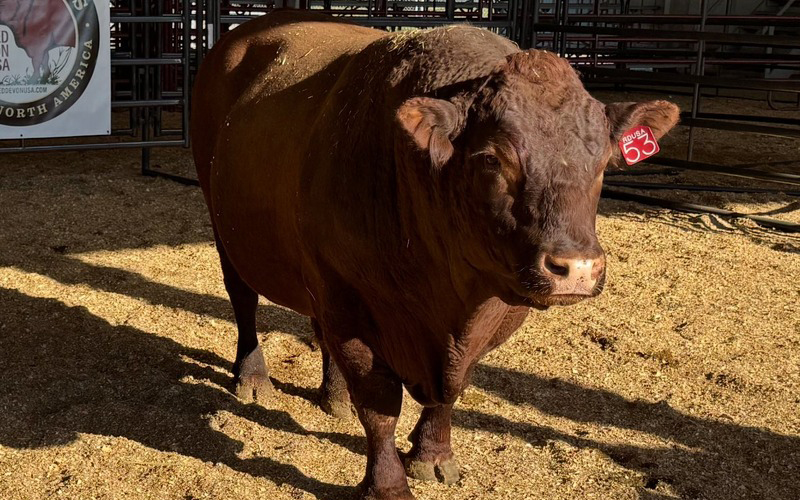Red Devon USA cattle picture