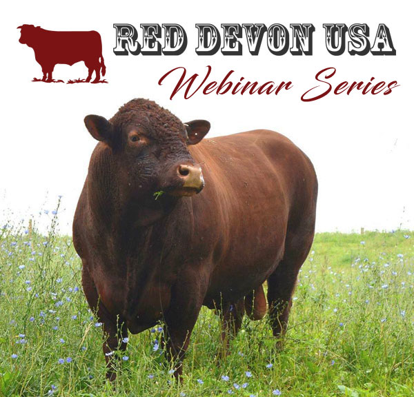 Red Devon USA cattle